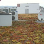 Example of green roof